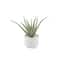 Flora Bunda® 10" Aloe In 5" Barcode Footed Ceramic Pot